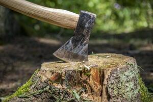 An axe is stuck in a tree stump in a natural forest setting. photo