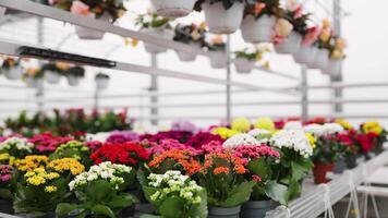A vibrant display of colorful potted flowers, showcasing the variety available in a local florist shop. video