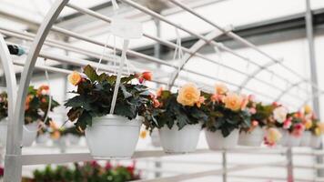 Beautiful hanging plants displayed inside a greenhouse, creating a vibrant and welcoming atmosphere. The scene showcases various blooming flowers in white pots. video