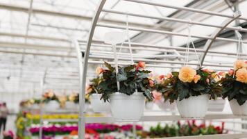 Hanging flower pots on display at a florist shop, showcasing colorful blooms for sale, creating a vibrant and inviting atmosphere. video