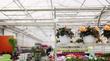 A colorful and expansive view inside a vibrant florist shop showcasing a diverse array of blooms. video