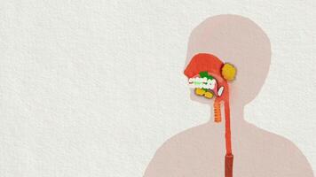 Anatomy of human is eating for digestive system learning video