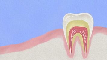 watercolor of a tooth with a root and a root canal video
