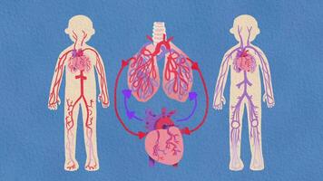 Circulatory system with the heart and blood vessels are shown in this illustration video