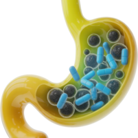 Human stomach cross section with medication and microbes png
