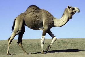 Single Hump Camel Walking Across Arid Landscape Under Clear Blue Sky photo