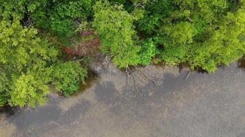 Forest Shoreline with Submerged Roots in Murky Water, Aerial top-down view of tree edge meeting natural lake surface video