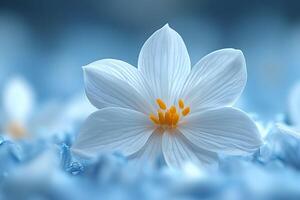 White Flower with Yellow Center on Soft Blue Background for Nature and Design photo
