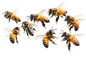 Close-Up of Honey Bees on White Background for Nature and Ecology Projects photo