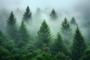 Serene Misty Forest Landscape for Tranquil Nature Scene Posters or Prints photo