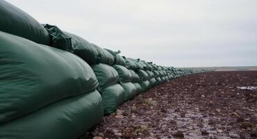 Long line of dark green sandbags forming a protective barrier on damp earth photo