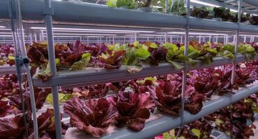 Lush rows of organic red and green lettuce growing in modern indoor vertical farm photo