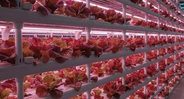 Lush rows of red butterhead lettuce growing in a modern indoor vertical farm with pink LED lights photo