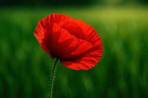 Close up view of a single vibrant red poppy flower with delicate petals against a soft green blurred background photo