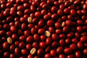 Freshly harvested vibrant red coffee cherries and light brown parchment beans close up photo