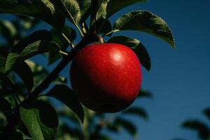 Vibrant red apple on a tree branch with lush green leaves under a clear blue sky photo