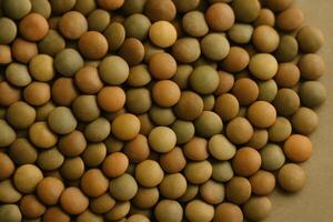 Close up overhead shot of organic lentils in diverse earthy tones and smooth texture photo