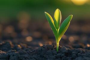Young plant growing in fertile soil at sunset, showing growth and potential photo
