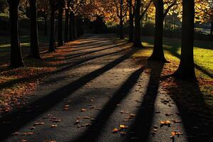 Long shadows stretching down autumn tree lined avenue photo