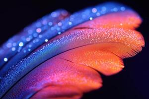 Colorful feathers with dew drops creating a sparkling effect photo