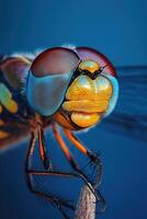 Dragonfly showing colorful face and big eyes perched on branch photo