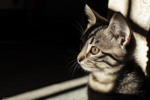 Curious kitten observing something in the sunlight from the shadows photo
