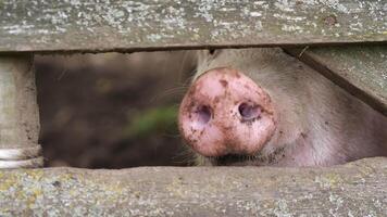 A pig peeking out from behind a wooden fence video