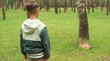 A boy standing in the middle of a forest with a deer video
