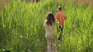 Two children walking through tall grass in a field video