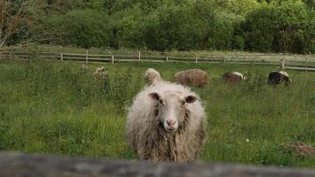 A sheep is standing in a field with other sheep video