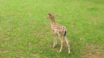 A fawn is standing in the grass on a green field video