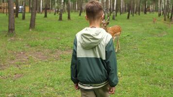 A boy in a green jacket is standing in the grass with a deer video