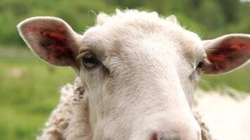 A close up of a sheep with its head in the air video