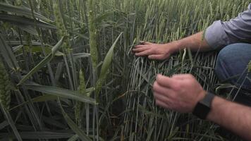 A man is kneeling down in a field of wheat video