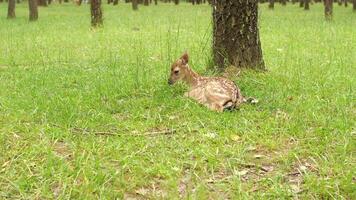 A baby deer is sitting in the grass near a tree video