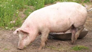 A pig is eating grass in a field video