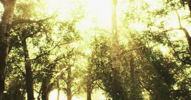 Golden hour CGI Sunlight filtering through lush trees in a vibrant forest during midday video