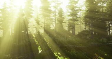 Realistic CGI Light filters through tall trees in a serene forest at dawn video