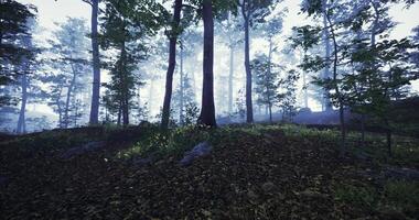 Realistic CGI Misty forest landscape with sunlight filtering through tall trees at dawn video