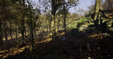 CGI Forest landscape filtering through trees during autumn video