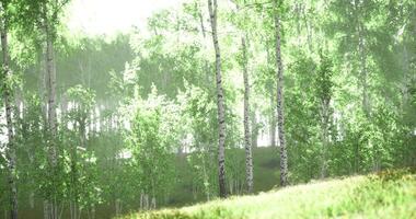 Artistic CGI Lush green forest with sunlight filtering through trees during early morning video