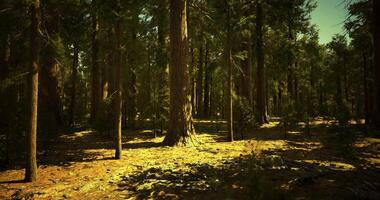 Beautiful CGI Sunlight filtering through tall trees in a serene forest landscape video