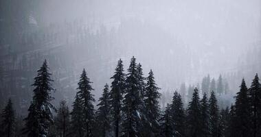 Surreal CGI Snow covered pine trees in a misty forest landscape during winter video