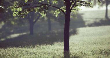 Enchanted CGI Morning light filters through trees in a serene forest landscape video