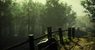 CGI Exploring a serene forest video