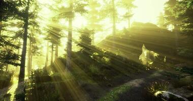 Immersive CGI Morning sunlight filters through trees in a peaceful forest video