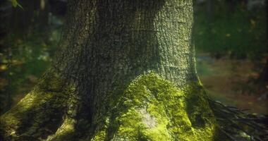 Immersive CGI Moss covered tree trunk in a lush forest during daylight hours video