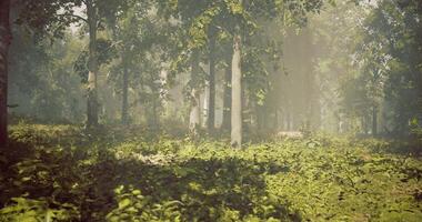 Conceptual CGI Lush green forest with sunlight filtering through tall trees in the morning video