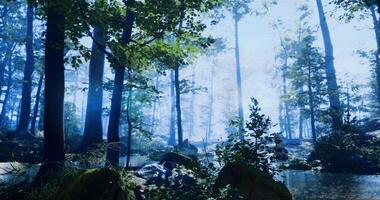 Amazing CGI Serene forest landscape with mist and tranquil water reflecting trees video