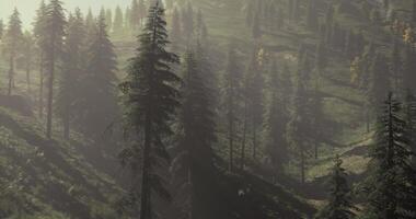 Ambience CGI Forest landscape with tall trees and sunlight filtering through branches video